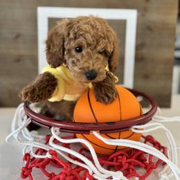 Goldendoodle Puppies from Doodle Squad Puppies