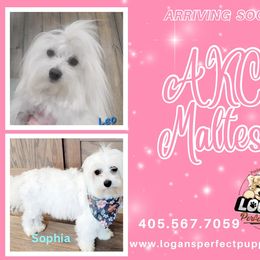 Maltese puppies from Logan's Perfect Puppies