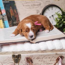 Brontë - Red  female Goldendoodle puppy in New Lenox, Illinois from New Doods On The Block