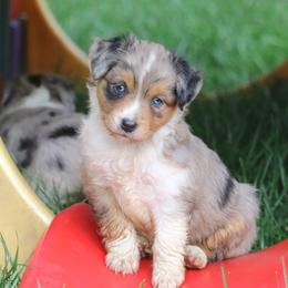 Border Collie, English Setter, and Miniature American Shepherd Puppies from First Harmony Farms
