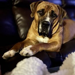 CoraBeth - Boerboel