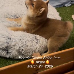 Akari (means bright child) - Red female Shiba Inu puppy in Derby, Kansas from Heart’s Desire Shiba Inus
