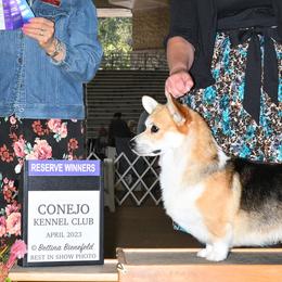 Jäger  - Pembroke Welsh Corgi