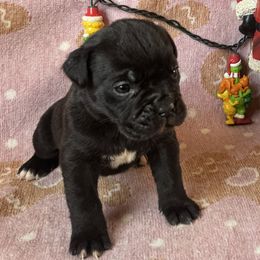 Black Female 1 - Black female Cane Corso puppy in Snellville, Georgia from A Really Good Kennel