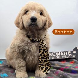 Boston - Apricot male Goldendoodle puppy in Neillsville, Wisconsin from Granton Creek