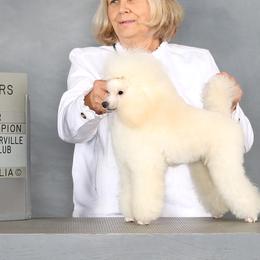Axl - Poodle
