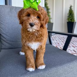Opal - Red  female Goldendoodle puppy in Bell Buckle, Tennessee from Precious Puptown Doodles