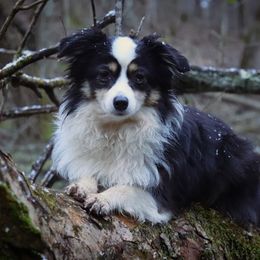 Border Collies, Miniature Australian Shepherds, and Toy Australian Shepherds from Windy Ridge Farms