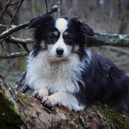 Border Collies, Miniature Australian Shepherds, and Toy Australian Shepherds from Windy Ridge Farms