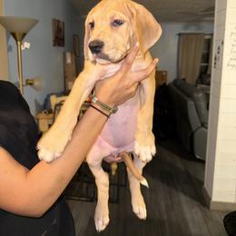Yellow collar - Merle female Great Dane puppy in Loris, South Carolina from Days Danes