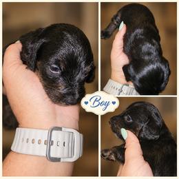 Boy 2 - Black male Dachshund puppy in Strong, Arkansas from Dachshunds R Us