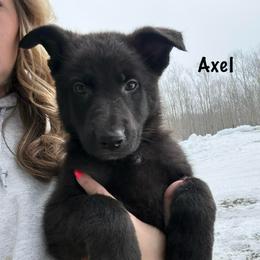 Green HC AKA Axel - Black male German Shepherd puppy in Terra Alta, West Virginia from Shepherd Country Farm and Kennels