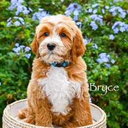 Bryce - Red  male Goldendoodle puppy in Tucson, Arizona from Sun Valley Goldendoodles