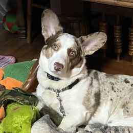 Tango - Cardigan Welsh Corgi