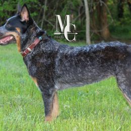 Honey - Australian Cattle Dog