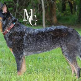 Honey - Australian Cattle Dog