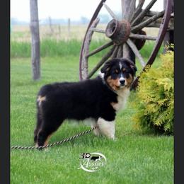 Australian Shepherd Puppies from Mullis Australian Shepherd