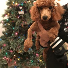 Cavapoo, Maltipoo, and Poodle Puppies from McCraws N Paws