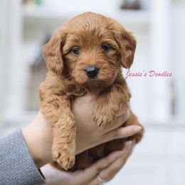 Goldendoodle Puppies from Jessie’s Doodles