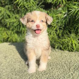 Violet - Red tri-color female Aussiedoodle puppy in Los Angeles, California from LA’s Favorite Puppies