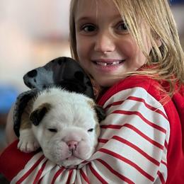 Bulldog Puppies from Red Clay Bullies
