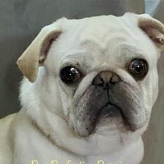 Max - Pug