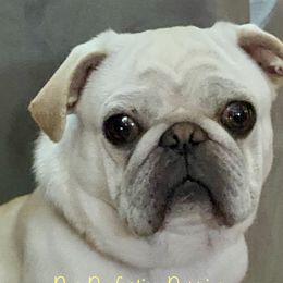 Max - Pug