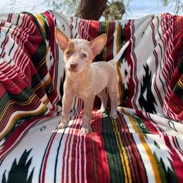 Brûlée - Red speckled female Australian Cattle Dog puppy in Tucson, Arizona from Soqui Ortiz Cattle Ranch