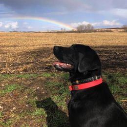 Labrador Retrievers from Sioux River Retrievers