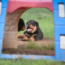 Labrador Retriever and Rottweiler Puppies from Merakxel