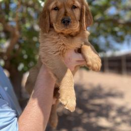 Golden Retriever Puppies from K&N Golden Retriever Companion