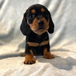 Tigger - Blue and tan male Dachshund puppy in Purdy, Missouri from Shotgun Pups