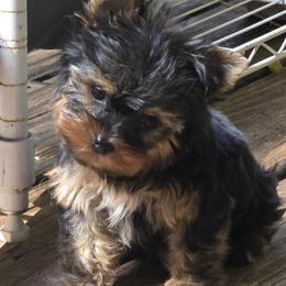 Boy 1 - Black and gold male Yorkshire Terrier puppy in Colton, Oregon from Yorkies & More R US