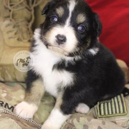 Sierra - Black tri-color female Australian Shepherd puppy in Colorado Springs, Colorado from Dawn 2 Dusk Ranch
