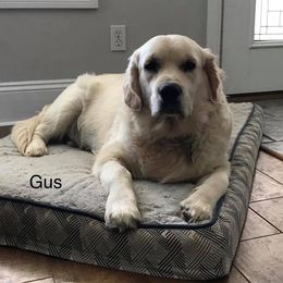 Golden Retriever Puppies from Creekside Golden Kennels