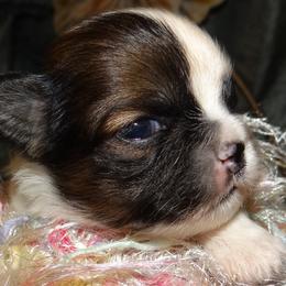 AKC Odipus - Parti male Lhasa Apso puppy in Fort Washington, Maryland from GyanGanj Lhasa Apso