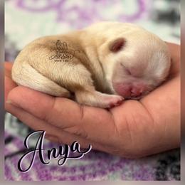 Anya - Cream and white female Shih Tzu puppy in Yelm, Washington from Lala's All Star Shih Tzu