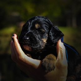 Labradoodle Puppies from Big River Doodles