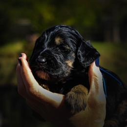 Labradoodle Puppies from Big River Doodles