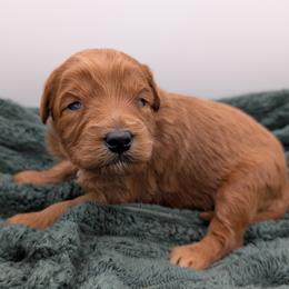 Yellow - Red  female Goldendoodle puppy in Midland, North Carolina from Alger Farm, LLC