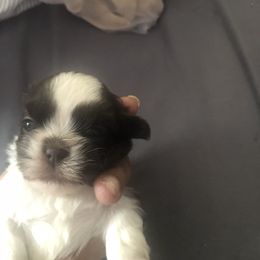 Shih Tzu Puppies from Karla’s Shih Tzus