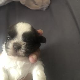 Shih Tzu Puppies from Karla’s Shih Tzus