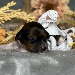 Girl 1 - Piebald female Dachshund puppy in Winter Haven, Florida from Davidson's Dachshunds