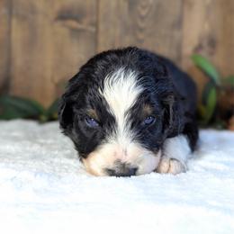 Pink collar - Black tri-color female Australian Shepherd puppy in Coulee City, Washington from Mr and Mrs Doodle Farm