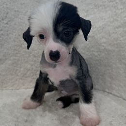 Girl- Green - Black and white female Chinese Crested puppy in Pike Road, Alabama from Naked & Puffs