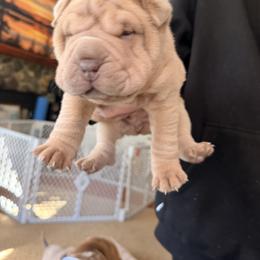 Chinese Shar-Pei Puppies from Morgan's Chinese Shar-Pei