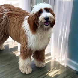 Lady - Goldendoodle