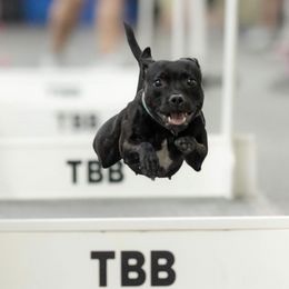 Staffordshire Bull Terriers from Life Force Staffords