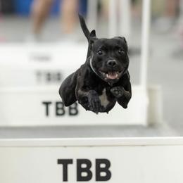 Staffordshire Bull Terriers from Life Force Staffords