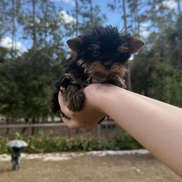 Yorkshire Terrier puppies from Puppies Forever 💙❤️🐶